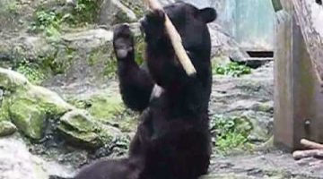 Kung Fu Bear