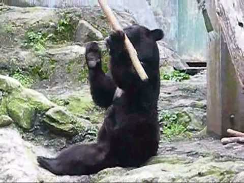 Kung Fu Bear