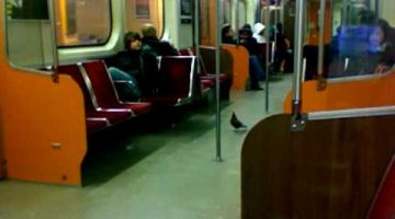 Pigeon Taking the Subway