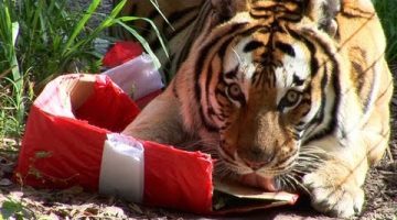 Zoo Cats Jingle Bells