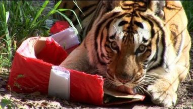 Zoo Cats Jingle Bells