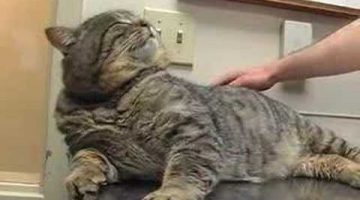 Fat Cat