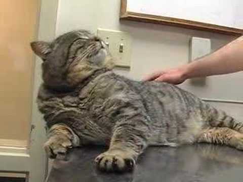 Fat Cat