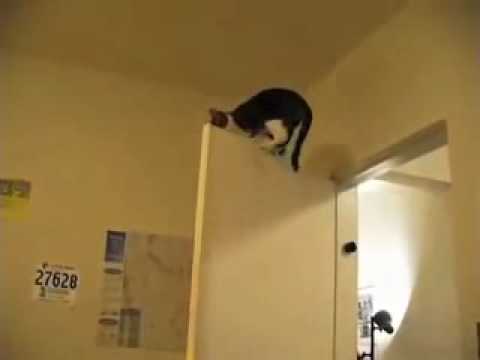 Mission Impossible Cats