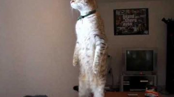 Standing Cat