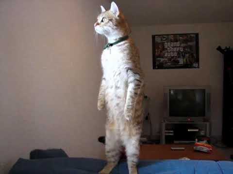 Standing Cat