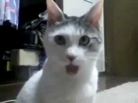 Shocked Cat