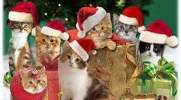 Christmas Jingle Cats