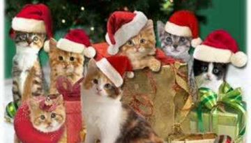 Christmas Jingle Cats