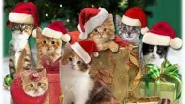 Christmas Jingle Cats