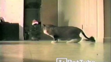 Christmas Tree Scares Cat