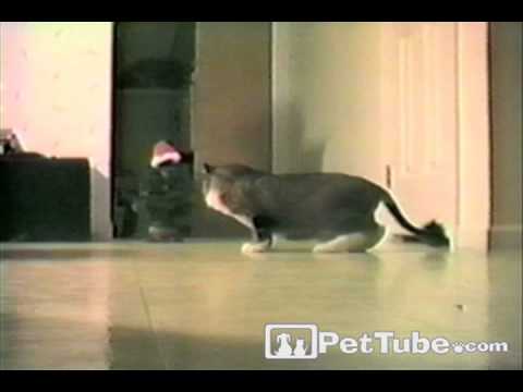 Christmas Tree Scares Cat