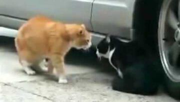 Cat Betrayed His Girlfriend