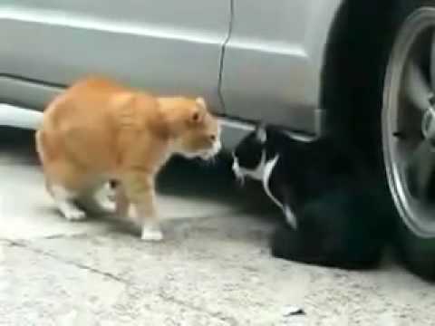 Cat Betrayed His Girlfriend