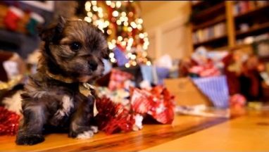 Puppy Christmas