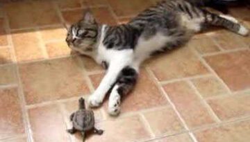 Cat and Turtle