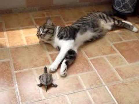 Cat and Turtle