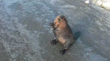 Talking Beaver on the Highway