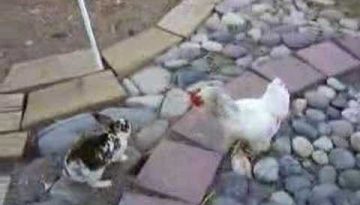 Rooster Police Breaks Up a Rabbit Fight