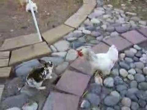 Rooster Police Breaks Up a Rabbit Fight