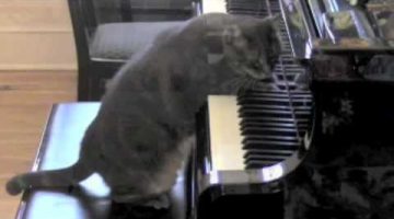 Catcerto Piano Cat