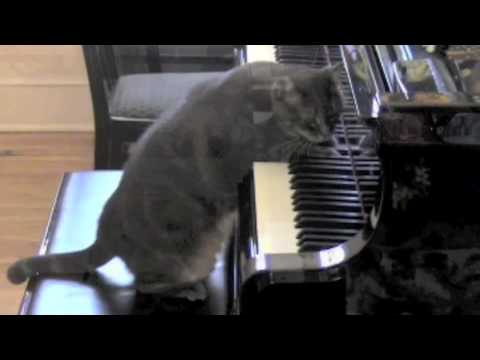 Catcerto Piano Cat