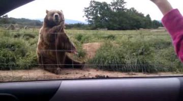 Polite Waving Bear