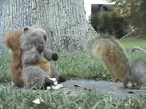 Kung-Fu Squirrel