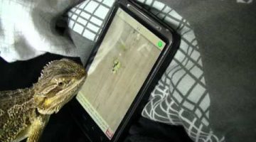 Lizard Playing Video Game