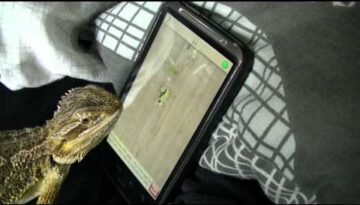 Lizard Playing Video Game