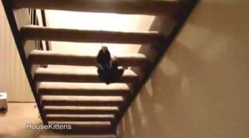 Ninja Cat Climbs Stairs