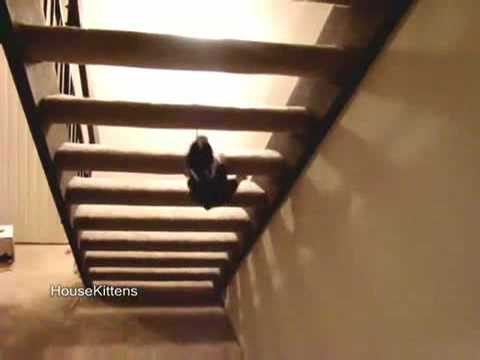 Ninja Cat Climbs Stairs