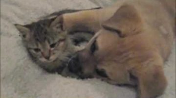 Puppy Loves Kitty