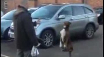 Dog Balancing on a Chain