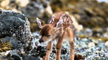 New Born Deer