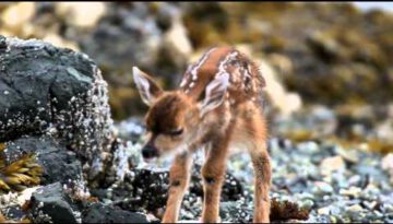 New Born Deer