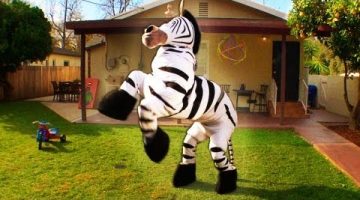 Dancing Zebra