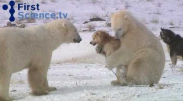 Polar Bears Playing with Dogs