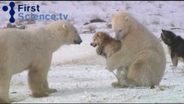 Polar Bears Playing with Dogs