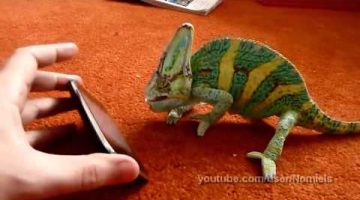 Chameleon Frighten by iPhone