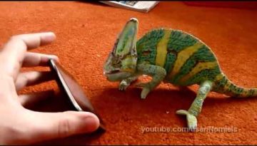 Chameleon Frighten by iPhone