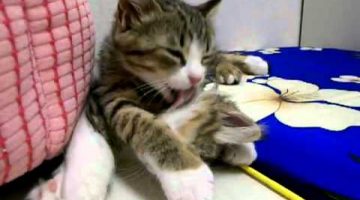 Sleeping Cat Gets Unexpected Bath