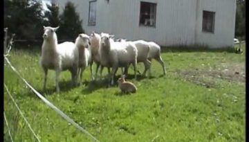 Bunny Sheep Herder