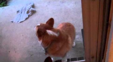 Corgis & Door