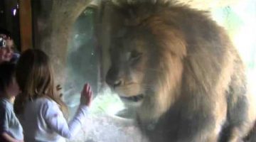 Girl Stares Down Lion