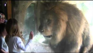 Girl Stares Down Lion