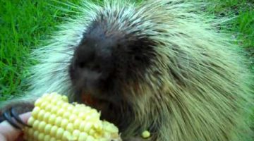 Porcupine Won’t Share Corn