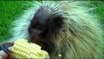Porcupine Won’t Share Corn