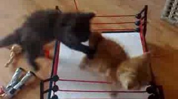 WWE Kitten Wrestling