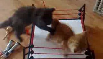 WWE Kitten Wrestling